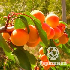 Выносливый-2