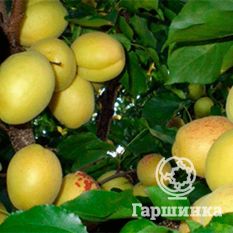 Ананасный-2