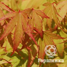 Веерный, или дланевидный клён-2