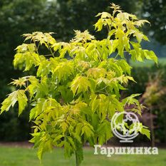 Ясенелистный, или американский клён-1
