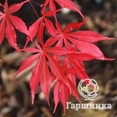 Веерный, или дланевидный клён-1