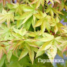 Саммер Голд-2