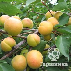 Мичуринец-2