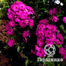 Флокс метельчатый Аида (Aida)-3