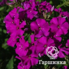 Флокс метельчатый Аида (Aida)-1