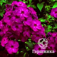 Флокс метельчатый Аида (Aida)-2