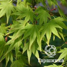 Японский клён-2