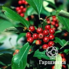 Бриллиант-4