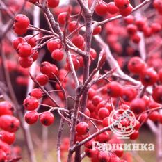 Бриллиант-3