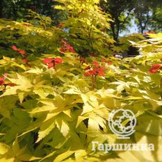 Саммер Голд-3