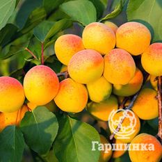 Мичуринец-3