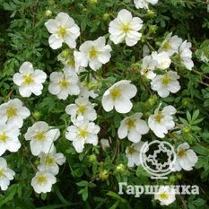 Белла Бланка-4