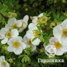 Белла Бланка-2