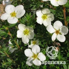 Белла Бланка-3