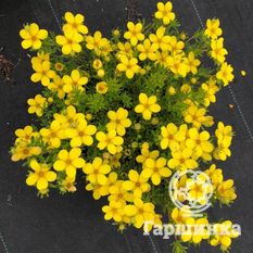 Белла Линдси-4