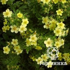 Белла Линдси-2