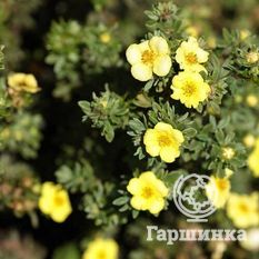 Белла Линдси-3