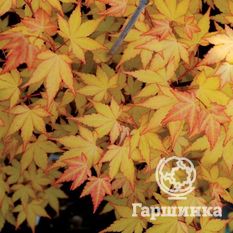 Саммер Голд-4