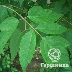 Ясенелистный, или американский клён-2