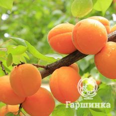 Ботсадовский-1