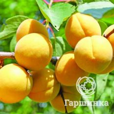 Челябинский ранний-2