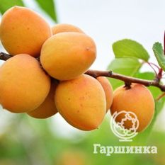 Челябинский ранний-3