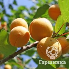 Челябинский ранний-4