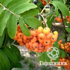 Маравская-2