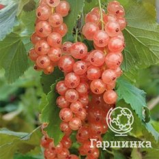 Розовый мускат-1