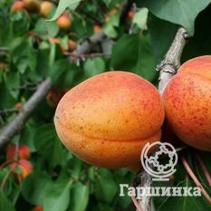 Ботсадовский-2