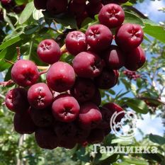 Гранатная-3