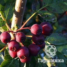 Гранатная-4