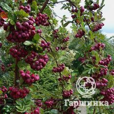 Гранатная-2