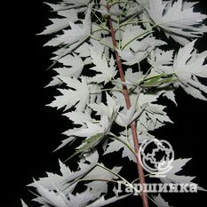 Серебристый клён-3