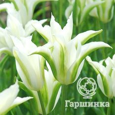 Тюльпан зеленоцветный Сприн Грин-3