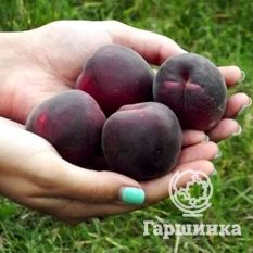 Черный бархат-3