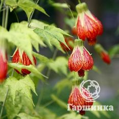 Комнатный клён-3