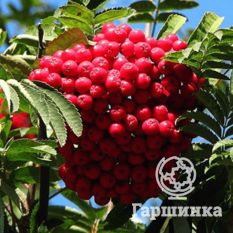 Концентра-2