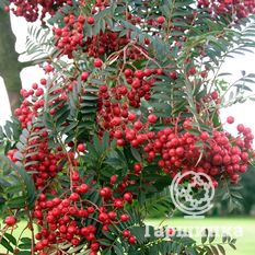 Концентра-3