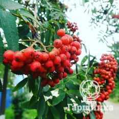 Концентра-4