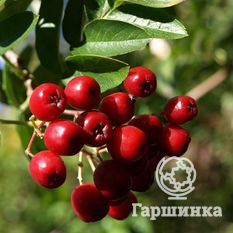 Концентра-1