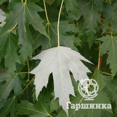 Серебристый клён-4