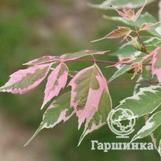 Ясенелистный, или американский клён-3