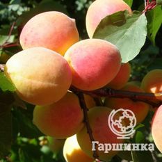 Компотный-2