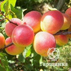 Краснощекий-2