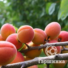 Краснощекий-3