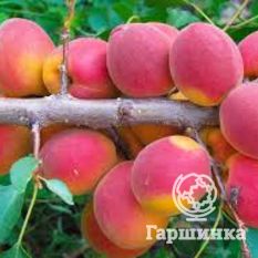 Краснощекий-4