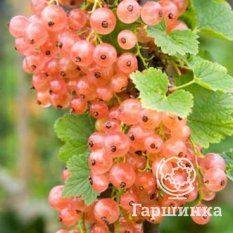 Розовый мускат-2