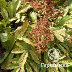 Роджерсия бузинолистная-1