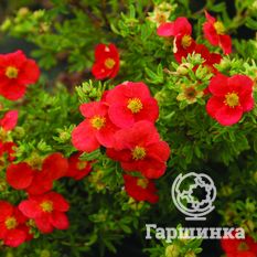 Мэрион Ред Робин-4